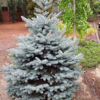 Ель колючая Блю Даймонд (Picea pungens Blue Diamond) - Экспосад в Селятино