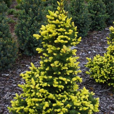 Ель колючая Майголд (Picea pungens Maigold) - Экспосад в Селятино