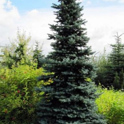 Ель колючая Ольденбург (Picea pungens Oldenburg) - Экспосад в Селятино