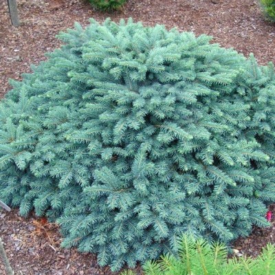 Ель колючая Вальдбрун (Picea pungens Waldbrunn) - Экспосад в Селятино