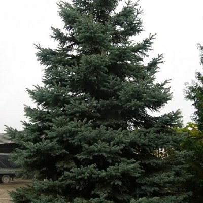 Ель колючая (Picea pungens) - Экспосад в Селятино