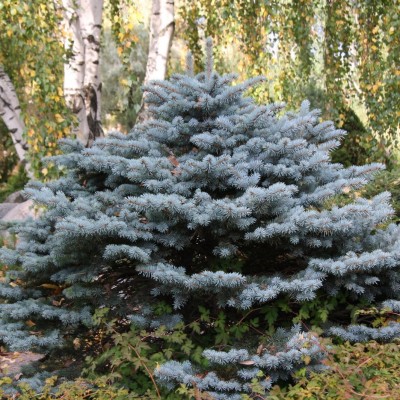 Ель колючая Глаука Глобоза (Picea pungens Glauca Globosa) - Экспосад в Селятино