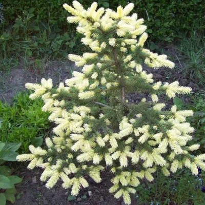 Ель колючая Биалобок (Picea pungens Bialobok) - Экспосад в Селятино