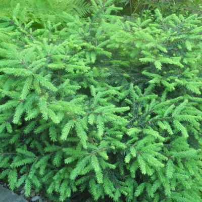 Ель обыкновенная Загвижде (Picea abies Zagwizdze) - Экспосад в Селятино