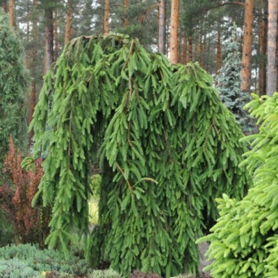 Ель обыкновенная Фробург (Picea abies Frohburg) - Экспосад в Селятино