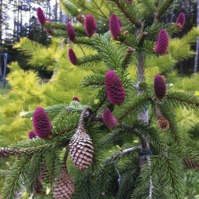 Ель обыкновенная Акрокона (Picea abies Acrocona) - Экспосад в Селятино