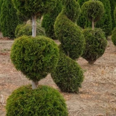 Туя западная Смарагд (Thuja occidentalis Smaragd) - Экспосад в Селятино