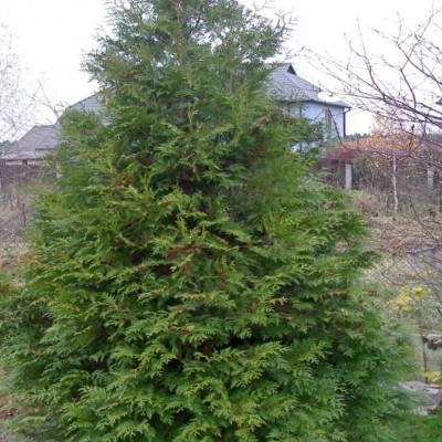 Туя западная Брабант (Thuja occidentalis Brabant) - Экспосад в Селятино