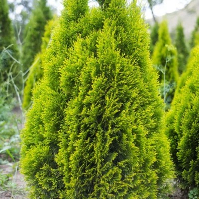 Туя западная Голден Смарагд (Джанед Голд) (Thuja occidentalis Golden Smaragd) - Экспосад в Селятино