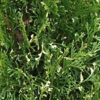 Туя западная Смарагд Вариегата (Thuja occidentalis Smaragd Variegata) - Экспосад в Селятино