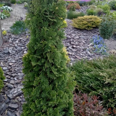 Туя западная Бробекс Тауер (Thuja occidentalis Brobeck’s Tower) - Экспосад в Селятино