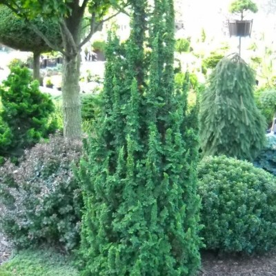 Туя западная Малониана Холуб (Thuja occidentalis Maloniana Holub) - Экспосад в Селятино