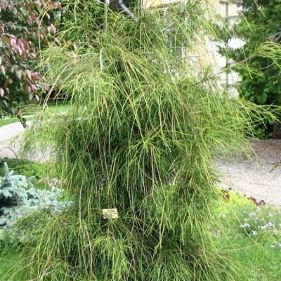 Туя западная Филиформис (Thuja occidentalis Filiformis) - Экспосад в Селятино