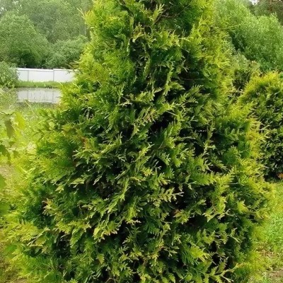 Туя западная Ауреспиката (Thuja occidentalis Aureospicata) - Экспосад в Селятино