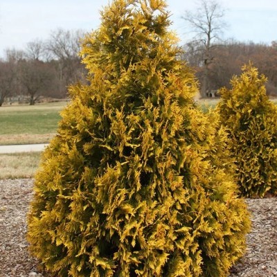 Туя западная Санкист (Thuja occidentalis Sunkist) - Экспосад в Селятино