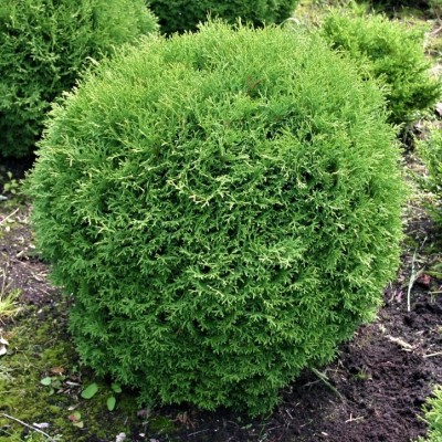 Туя западная Хозери (Thuja occidentalis Hoseri) - Экспосад в Селятино