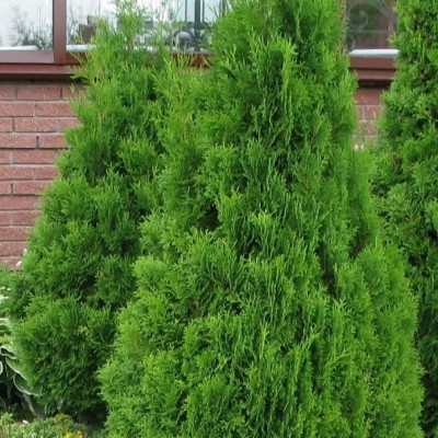 Туя западная Холмстрап (Thuja occidentalis Holmstrup) - Экспосад в Селятино