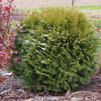 Туя западная Вудварди (Thuja occidentalis Woodwardii) - Экспосад в Селятино