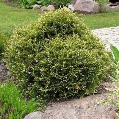 Туя западная Столвик (Thuja occidentalis Stolwijk) - Экспосад в Селятино