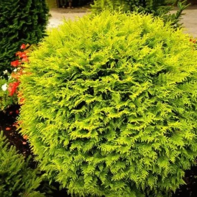 Туя западная Голден Глоб (Thuja occidentalis Golden Globe) - Экспосад в Селятино