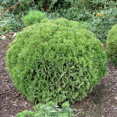 Туя западная Даника (Thuja occidentalis Danica) - Экспосад в Селятино