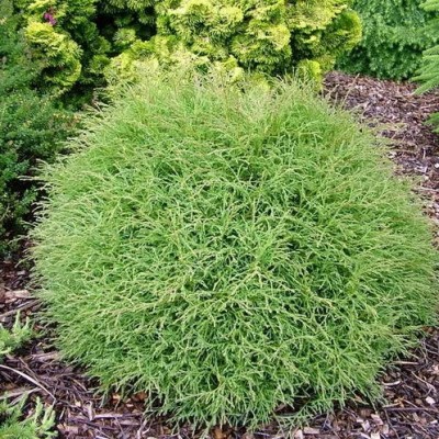 Туя западная Мистер Боулинг Болл (Thuja occidentalis Mr. Bowling Ball) - Экспосад в Селятино