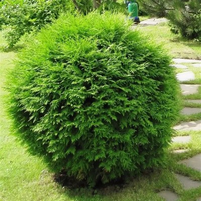 Туя западная Глобоза (Thuja occidentalis Globosa) - Экспосад в Селятино