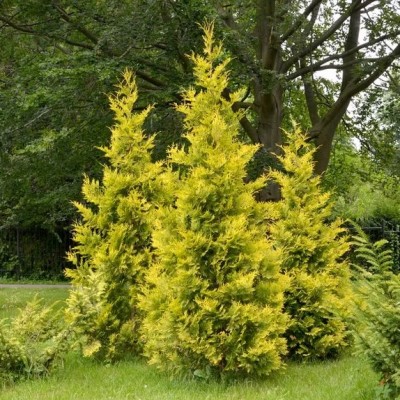 Туя западная Голден Брабант (Thuja occidentalis Golden Brabant) - Экспосад в Селятино