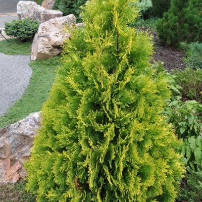 Туя западная Йеллоу Риббон (Thuja occidentalis Yellow Ribbon) - Экспосад в Селятино