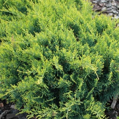 Можжевельник виргинский Голден Спринг (Juniperus virginiana Golden Spring) - Экспосад в Селятино