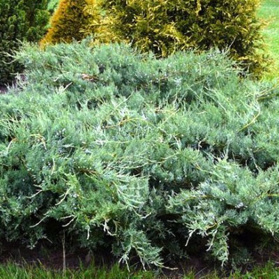 Можжевельник виргинский Грей Оул (Juniperus virginiana Grey Owl) - Экспосад в Селятино