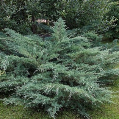 Можжевельник виргинский Хетс (Juniperus virginiana Hetz) - Экспосад в Селятино