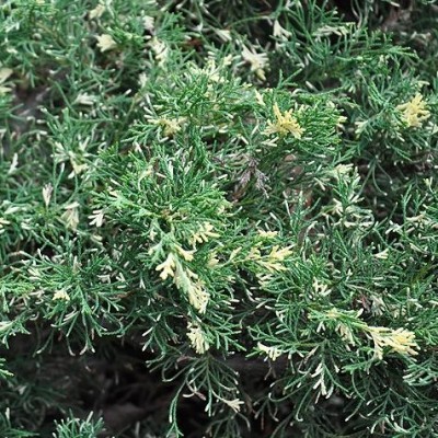 Можжевельник виргинский Хетс Вариегата (Juniperus virginiana Hetz Variegata) - Экспосад в Селятино