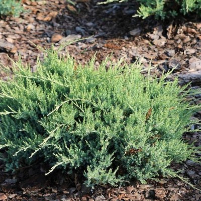 Можжевельник горизонтальный Агнешка (Juniperus horizontalis Agniaszka) - Экспосад в Селятино