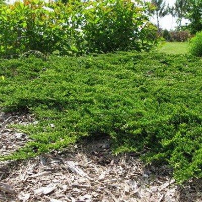 Можжевельник горизонтальный Принц Оф Уэльс (Juniperus horizontalis Prince of Wales) - Экспосад в Селятино