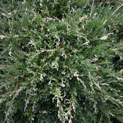 Можжевельник горизонтальный Андора Вариегата (Juniperus horizontalis Andorra Variegata) - Экспосад в Селятино