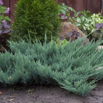 Можжевельник горизонтальный Блю Чип (Juniperus horizontalis Blue Chip) - Экспосад в Селятино