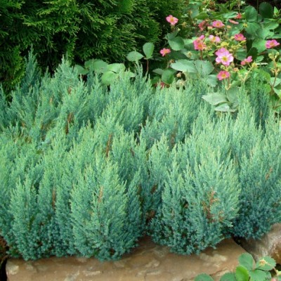 Можжевельник горизонтальный Блю Форест (Juniperus horizontalis Blue Forest) - Экспосад в Селятино