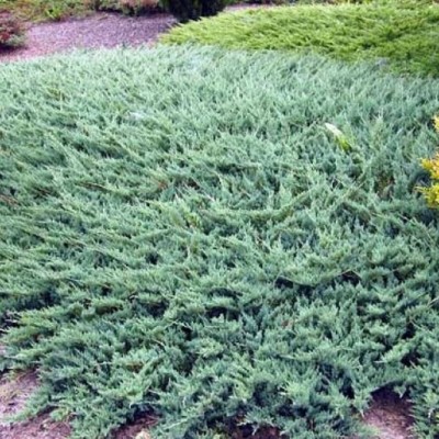 Можжевельник горизонтальный Айс Блю (Juniperus horizontalis Icee Blue) - Экспосад в Селятино