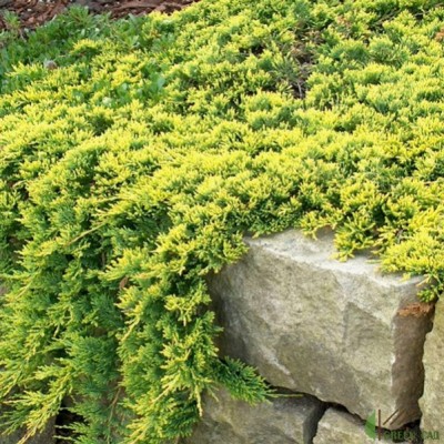 Можжевельник горизонтальный Голден Карпет (Juniperus horizontalis Golden Carpet) - Экспосад в Селятино