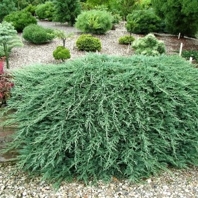 Можжевельник горизонтальный Вилтони (Juniperus horizontalis Wiltonii) - Экспосад в Селятино