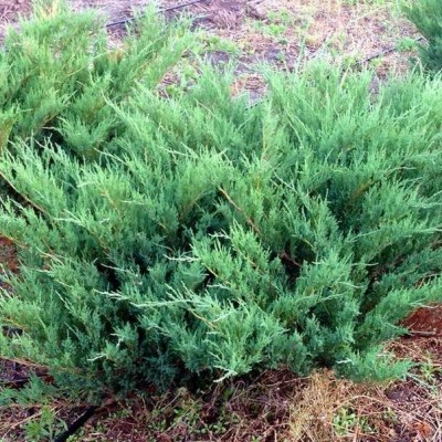 Можжевельник казацкий Блю Дануб (Juniperus sabina Blue Danube) - Экспосад в Селятино