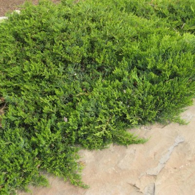 Можжевельник казацкий Броадмур (Juniperus sabina Broadmoor) - Экспосад в Селятино