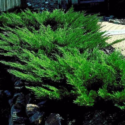Можжевельник казацкий Мас (Juniperus sabina Mas) - Экспосад в Селятино