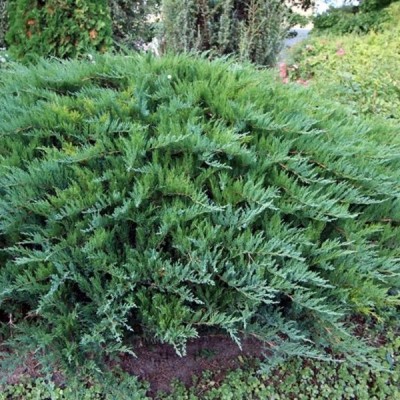 Можжевельник казацкий Тамарисцифолия (Juniperus sabina Tamariscifolia) - Экспосад в Селятино