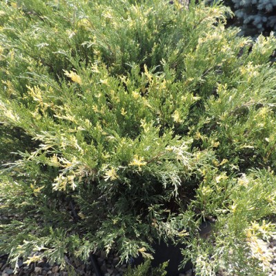 Можжевельник казацкий Вариегата (Juniperus sabina Variegata) - Экспосад в Селятино