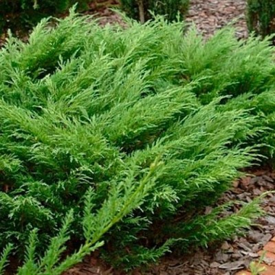 Можжевельник казацкий Кнап Хилл (Juniperus sabina Knap Hill) - Экспосад в Селятино