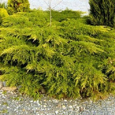 Можжевельник китайский Куривао Голд (Juniperus chinensis Kuriwao Gold) - Экспосад в Селятино