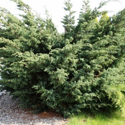 Можжевельник китайский Блю Альпс (Juniperus chinensis Blue Alps) - Экспосад в Селятино