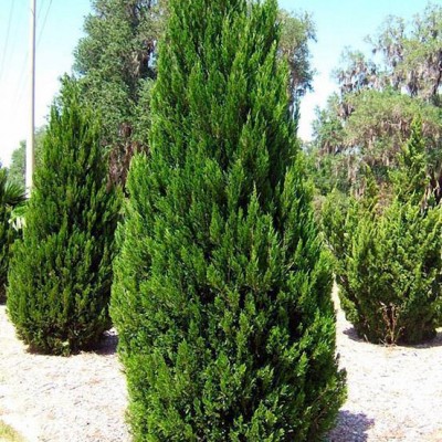 Можжевельник китайский Спартан (Juniperus chinensis Spartan) - Экспосад в Селятино